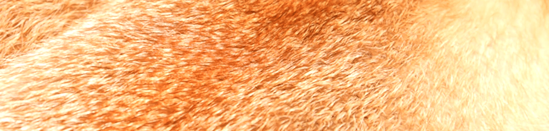 Выделка шкур в Алматы